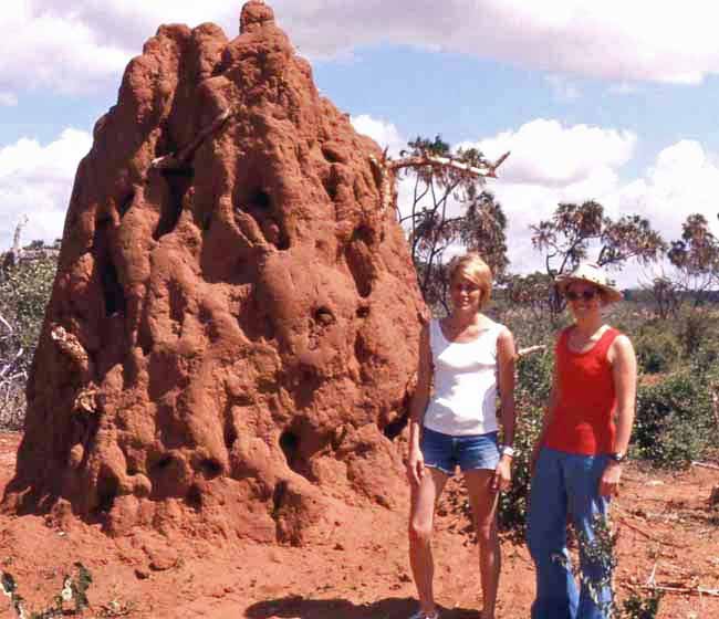 an ant hill at Tsavo West